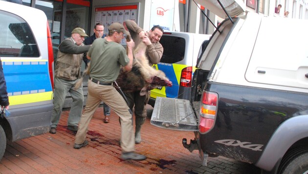 Vier Männer mussten das tote Wildschwein in das Auto laden. (Bild: AP)