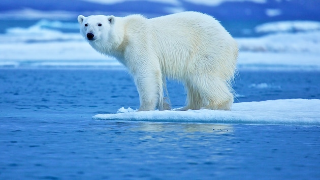 Die Arktis schrumpft, die Eisbären verlieren ihren Lebensraum (Bild: stock.adobe.com)