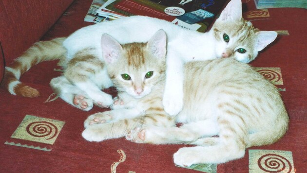 Nur der rot-weiße "Jacky" ist von den Katzen noch übrig. Sein Kumpel "Petzi" musste sterben (Bild: Petritsch)