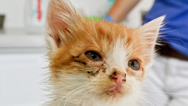 Streunerkatzen sind oft in einem schlechten gesundheitlichen Zustand. (Bild: ÖTV)