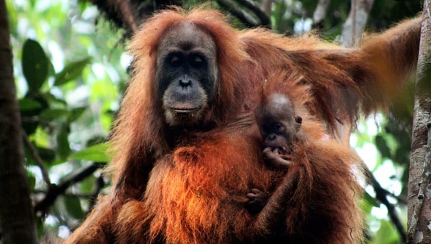 (Bild: James Askew/Sumatran Orangutan Conservation Programme)