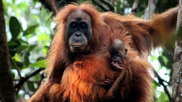 (Bild: James Askew/Sumatran Orangutan Conservation Programme)