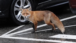 Ertappt! Der Fuchs hat Einzug ins Stadtbild gehalten. Jede Sichtung kann nun gemeldet werden und trägt so zur Forschung bei.  (Bild: dpa/Jörg Carstensen)