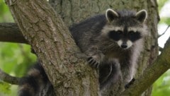 Waschbären können die europäische Fauna empfindlich gefährden. (Bild: APA/dpa/Uwe Zucchi)