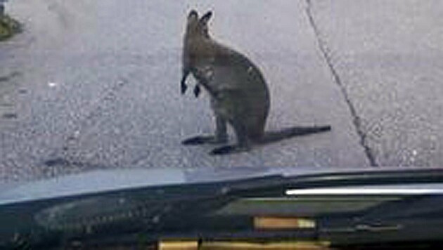 Eine Autofahrerin hielt das Känguru fotografisch fest. (Bild: Romana Moser)