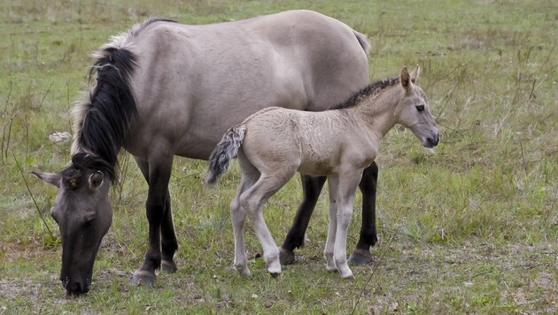 Mit dem neuen Fohlen wuchs die Zahl der "Konik-Pferde" in den Auwiesen bei Marchegg auf elf. (Bild: WWF/Gerhard Egger)