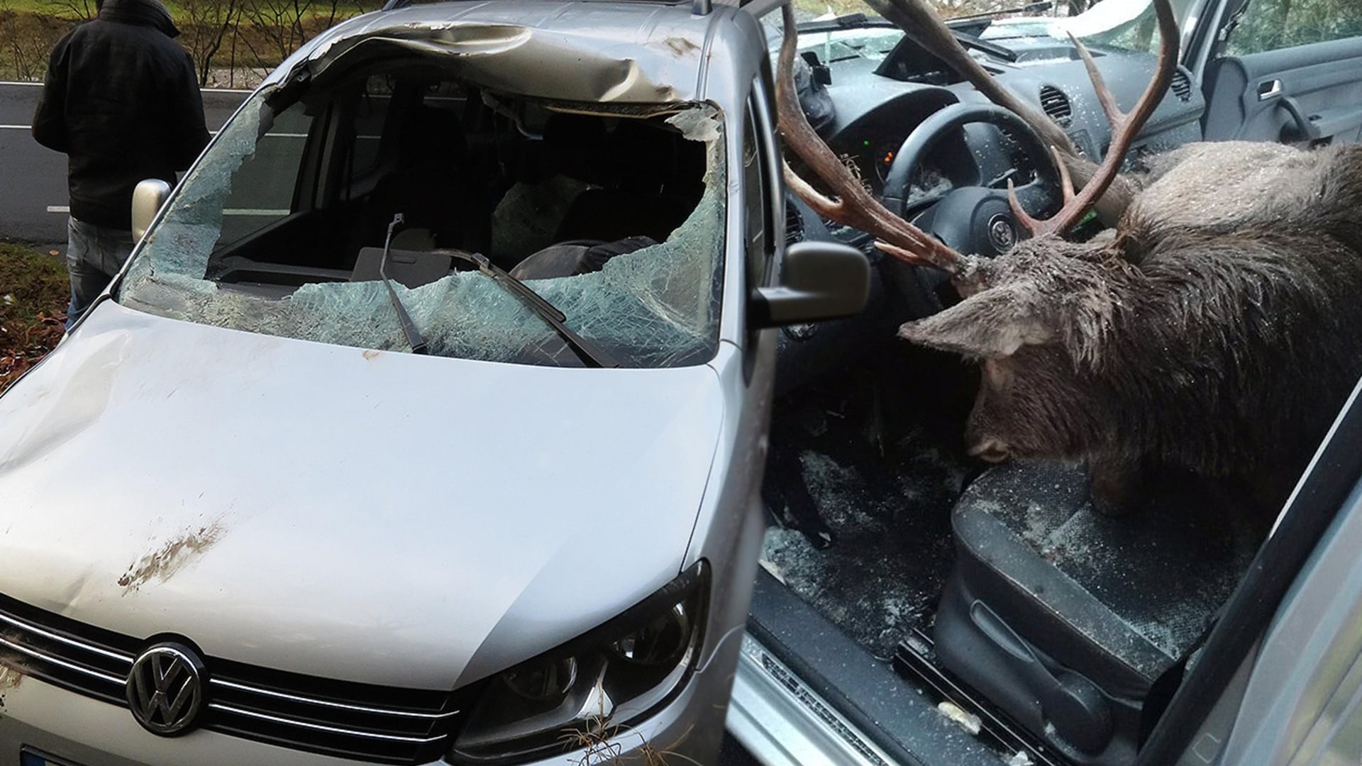 Hirsch landete in einem Auto: Zwei Verletzte bei Kössen