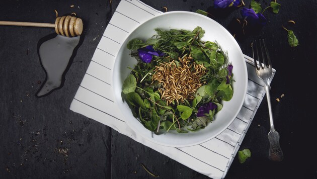 Ein leichter Salat mit Insekten: Wär das was für die Steirer? (Bild: Dominik Geider)