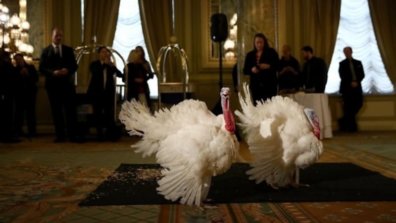 Die beiden auserwählten Puten zum Thanksgiving in den USA im Jahr 2016 (Bild: AFP)