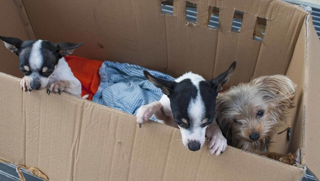 Die kleinen Hunde haben vor Angst und Hunger gezittert, jetzt werden sie im Tiko versorgt. (Bild: Tiko/Sonja Widerström)