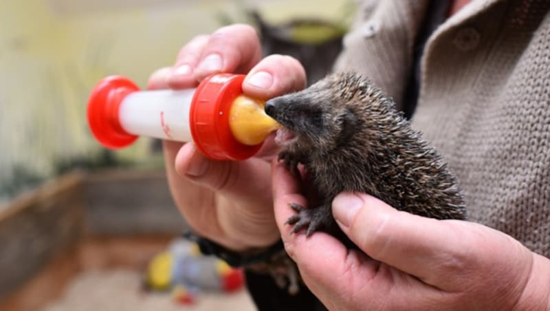 Die Igelbabys werden mit der Hand gefüttert. (Bild: Markus Wenzel)