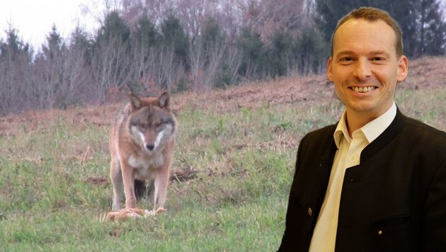 Christopher Böck (Wildbiologe, Geschäftsführer des Landesjägerverbandes) im Interview über den Wolf. (Bild: Schütz, Bauernfeind)