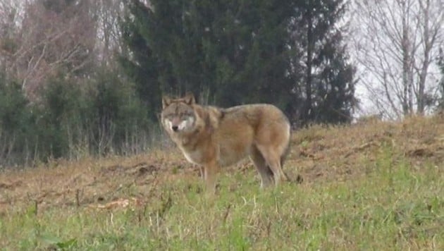 Dieser Wolf wurde in Bad Kreuzen fotografiert (Bild: Karl Bauernfeind)