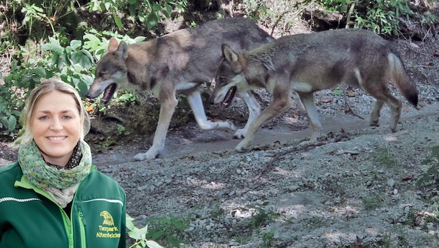 Die Altenfeldener Tierparkchefin Barbara Laher hält auch drei Wölfe - alles Männchen (Bild: Markus Schütz)