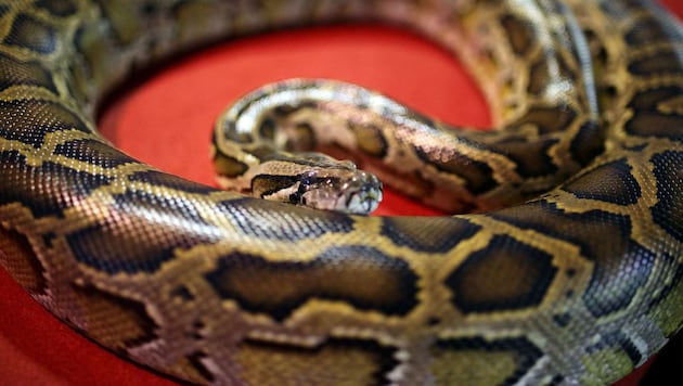 Python (Symbolfoto) (Bild: AFP)