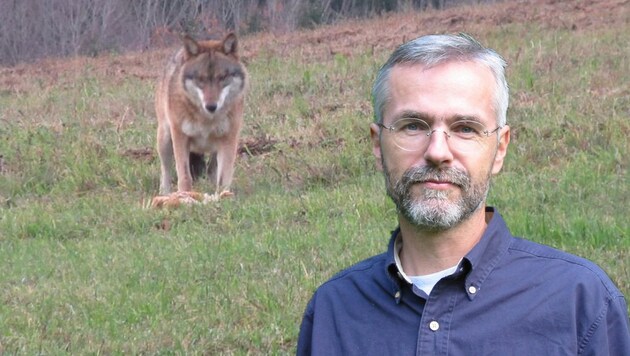 Wolf- und Bärenanwalt Georg Rauer hat das erste Gengutachten des Wolfes von Bad Kreuzen erhalten (Bild: Bauernfeind, Vet-Uni)