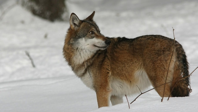 So edel sehen die Wölfe aus dem Nationalpark bayrischer Wald aus. (Bild: Rainer Simonis)