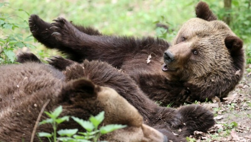 Braunbär (Bild: APA/dpa-Zentralbild/Bernd Wüstneck)