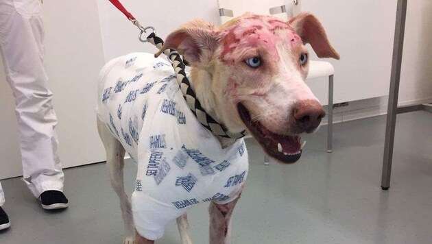 Die Feuerwehr konnte Hund "Snobben" bergen, der bei dem Brand schwer verletzt wurde. (Bild: zVg)