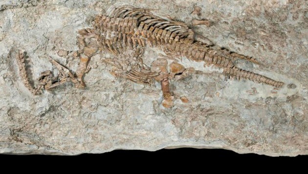 Die fossilen Überreste von Rhaeticosaurus mertensi (Bild: Georg Oleschinski/Science Advances)