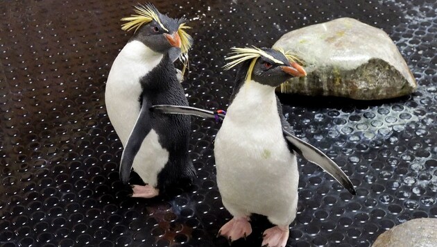 Ab dem Frühjahr 2020 werden die Pinguine ihre neue Heimat beziehen. (Symbolbild) (Bild: APA/Tiergarten Schönbrunn/Norbert Potensky)