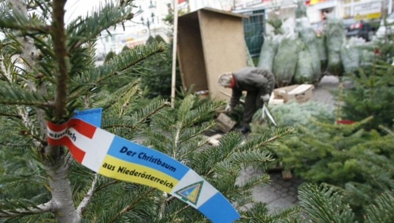 Der Christbaumverkauf ist auch im Lockdown erlaubt. (Bild: APA/HERBERT PFARRHOFER)