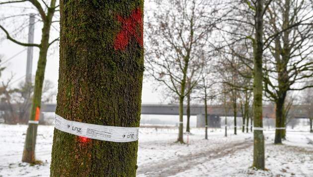 Alle Bäume, die am Donauufer in Linz Urfahr mit weißen Banderolen markiert sind, müssen weg. (Bild: Harald Dostal / 2017)