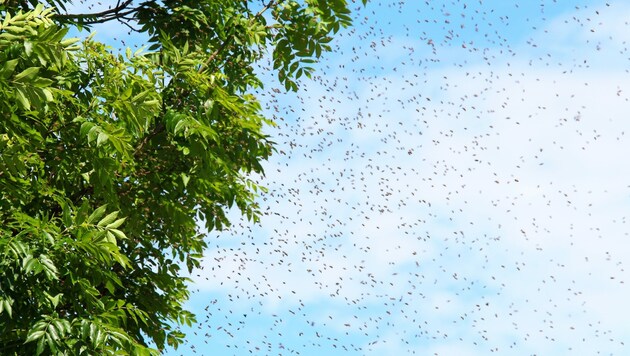 Ein Bienenschwarm (Symbolbild) (Bild: stock.adobe.com)