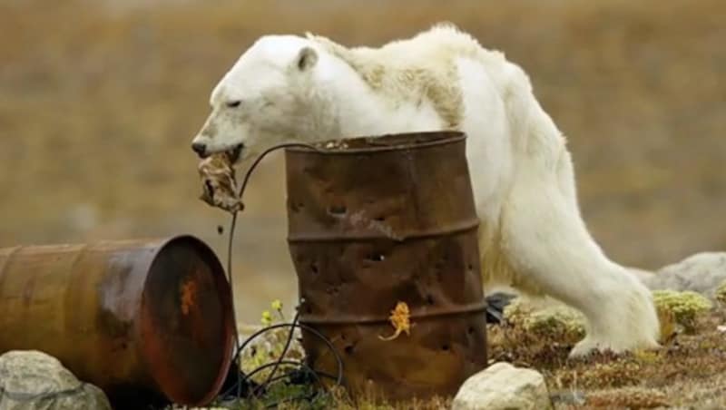 Das schockierende Video mit dem hungernden Eisbären ging 2017 um die ganze Welt. (Bild: Screenshot Instagram.com/PaulNicklen)