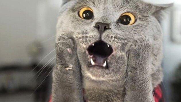 Die Katze wird beim Unfall in Hellmonsödt sicher auch erschrocken sein. (Bild: Zoomin.TV, krone.at-Grafik)