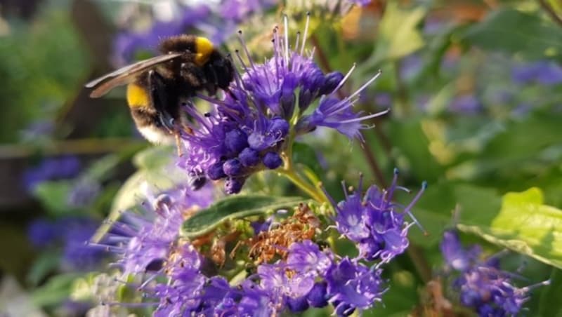 Eine Hummel in einem Linzer Schrebergarten. (Bild: Werner Pöchinger)