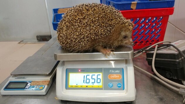Stattliche 1,6 Kilogramm wiegt das Schwergewicht. (Bild: facebook.com/Zoological Center Tel Aviv)