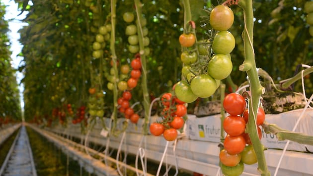 In langen Reihen werden die Tomaten gezüchtet (Bild: Jakob Traby)