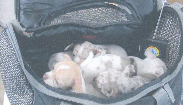 Die armen Hundebabys wurden in Rucksäcke und Taschen gepfercht. (Bild: Polizei Passau)