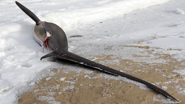 (Bild: facebook.com/Atlantic White Shark Conservancy)