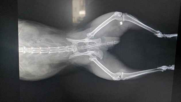 Das Röntgenbild sagt alles - das Projektil durchbohrte Organe und blieb im Knie stecken. (Bild: Ines P.)