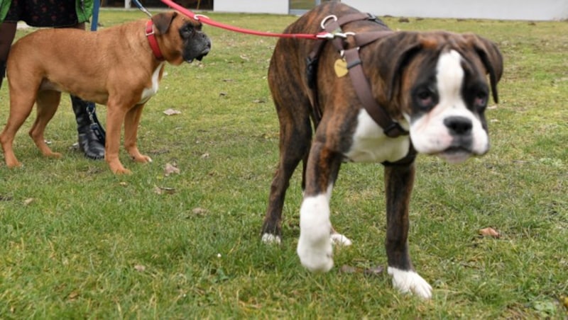 Außenministerin Karin Kneissl mit ihren Hunden "Winston" und "Jackie" (Bild: APA/ROLAND SCHLAGER)