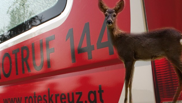 Eine Autolenkerin (18) wich in Liebenau einem Reh aus und landete im Krankenhaus. (Bild: ÖRK, Hintermayer)