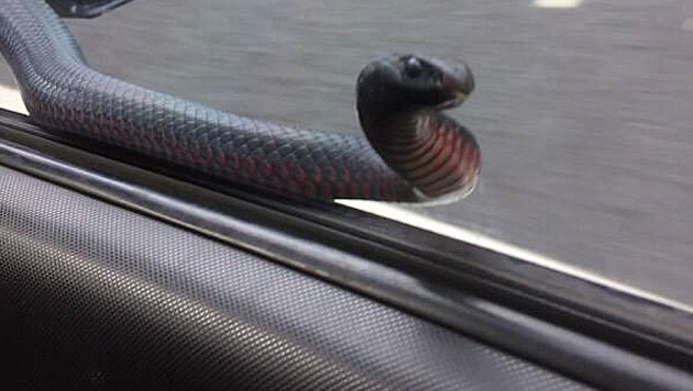 Auge in Auge mit der Giftschlange - der Autofahrer rief seinen Kollegen zu Hilfe. (Bild: Facebook.com)