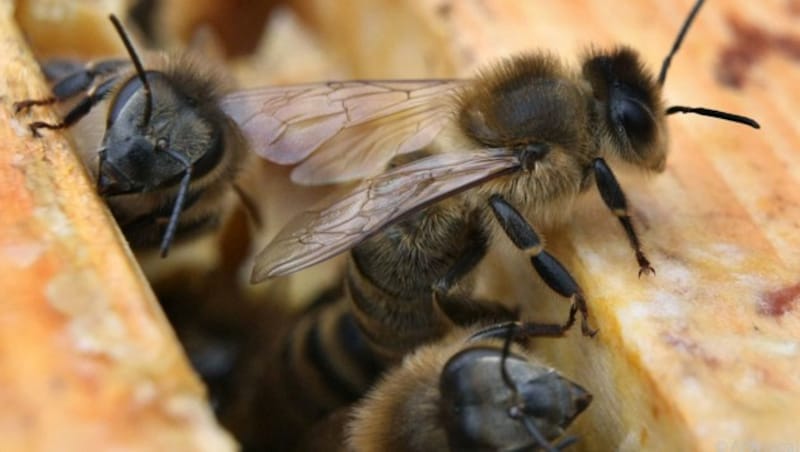 (Bild: APA/dpa/Karl-Josef Hildenbrand)