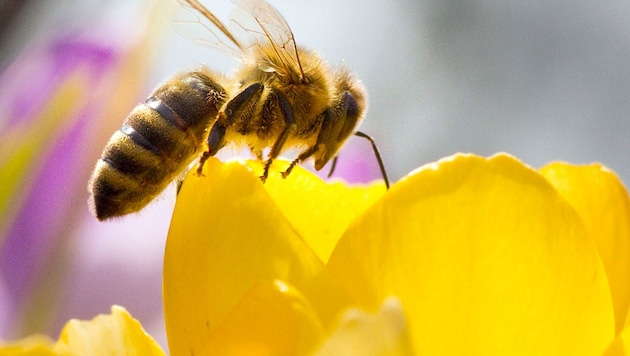Eine Honigbiene auf einer Krokusblüte (Bild: APA/dpa/Frank Rumpenhorst)