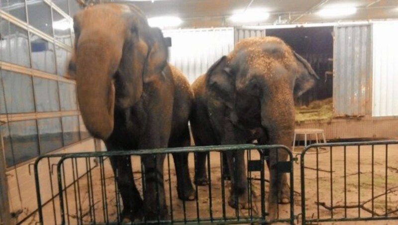 Die Elefanten übernachteten im Bauhof, bevor sie weiterreisen durften. (Bild: LPD Burgenland)