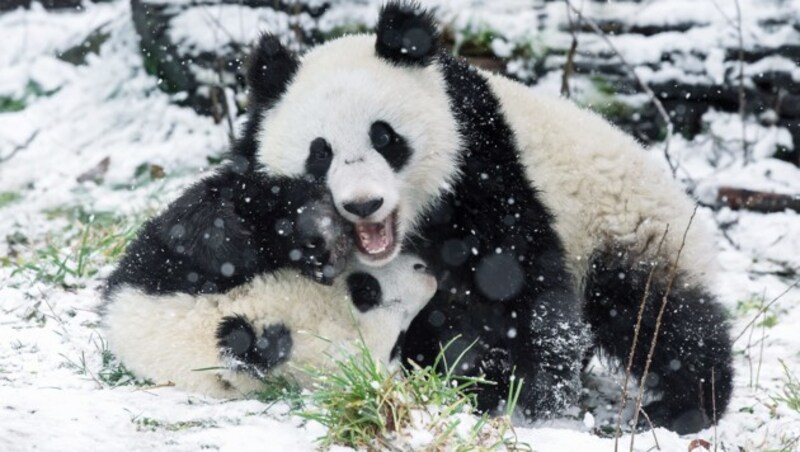 Die beiden Zwillinge beim herumtollen im Schnee. (Bild: APA/DANIEL ZUPANC)