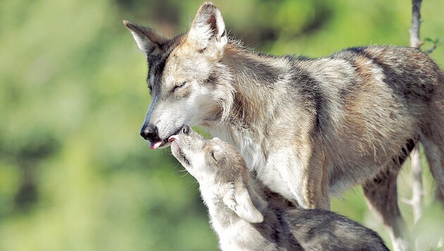 Aktuellen Schätzungen zufolge leben derzeit etwa ein Dutzend Wölfe in ganz Österreich (Bild: Reuters (Symbolbild))