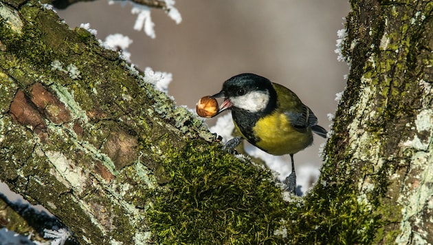 Fündig geworden: Ein Kohlmeise auf winterlicher Nahrungssuche. (Bild: © Manfred R. Christian)