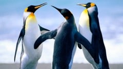 Pinguine leben unter extremen Bedingungen und vollbringen Anpassungsleistungen, von denen wir Menschen nur träumen können – sowohl an Land als auch im Wasser. (Bild: Corbis)