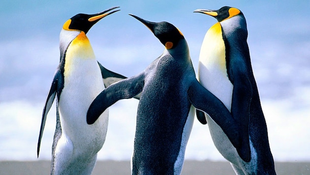 Penguins live under extreme conditions and achieve feats of adaptation that we humans can only dream of - both on land and in the water. (Bild: Corbis)