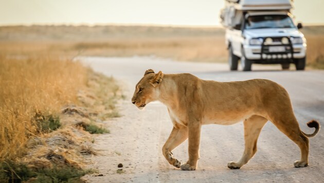 In Südafrika sind Wilderer sogar in Nationalparks aktiv. (Bild: stock.adobe.com)