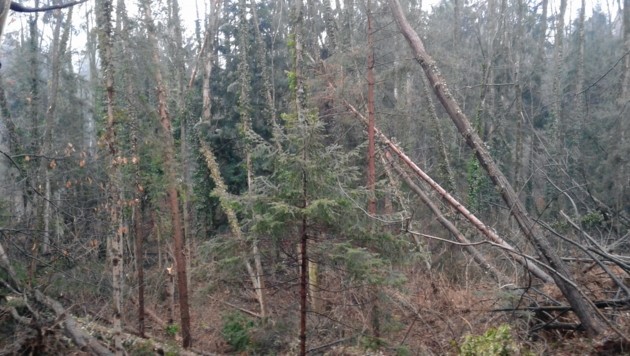 Nach Sturm Holzarbeiten Bis Ins Frühjahr Kroneat