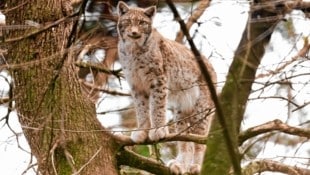 Ein Luchs (Symbolbild) (Bild: Mathis Fotografie)